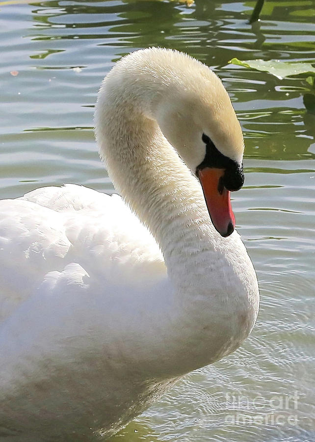 Swan Elegance Photograph by Carol Groenen