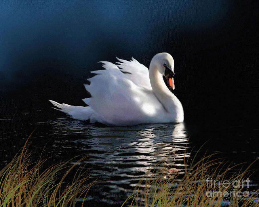 swan-elegance-robert-foster.jpg