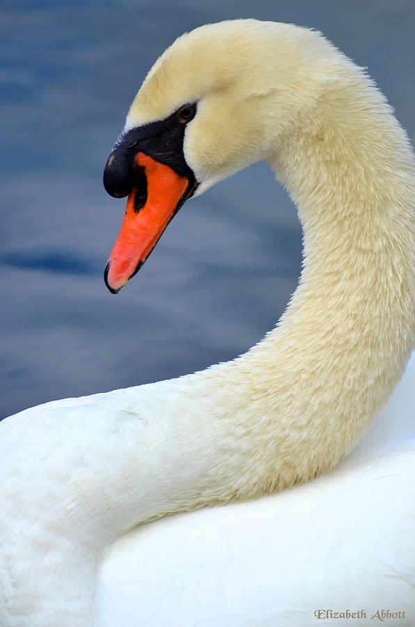 Wildlife Photograph - Mute Swan by Elizabeth Abbott