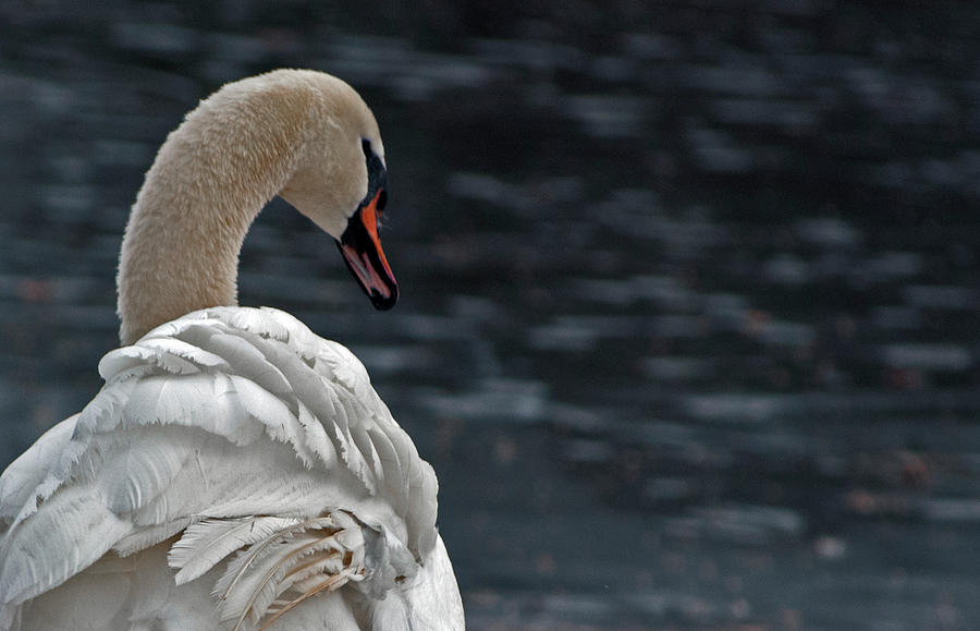 Swan Photograph by Elsa Santoro