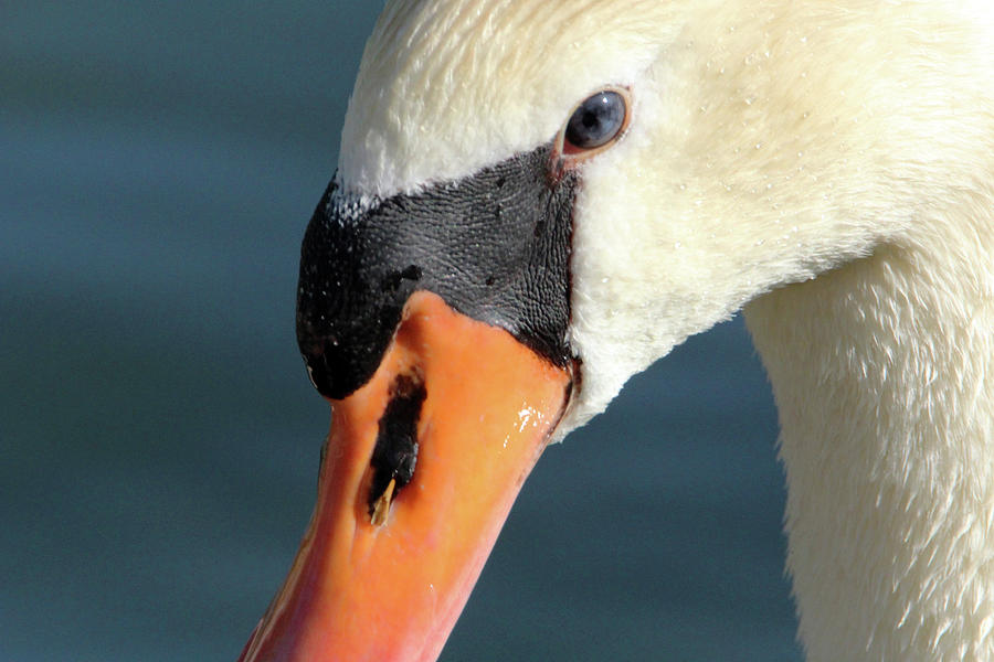Swan Eye Photograph