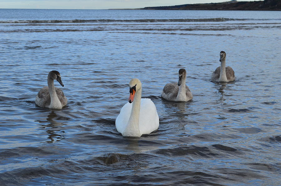 Swan Family at Sea Photograph by Adrian Wale