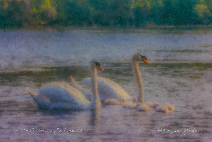 Swan Family at Sunset Painting by Bill McEntee
