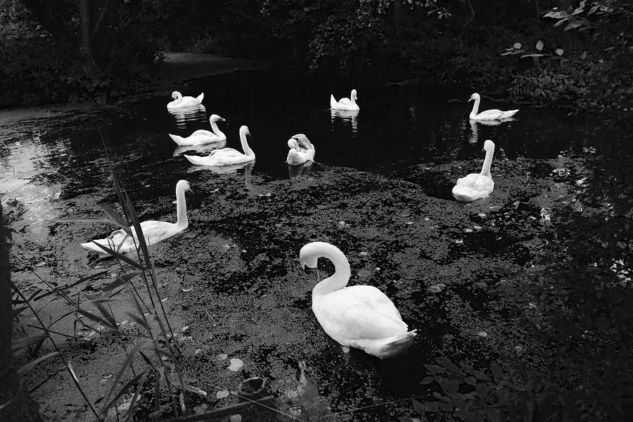 Swan Family by August Timmermans Swan Family by August Timmermans