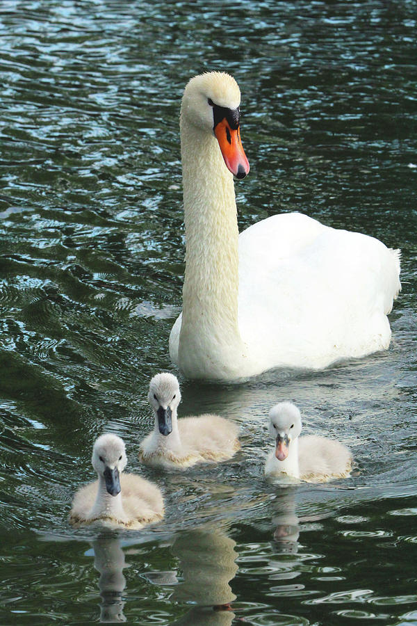 Swan Family Photograph by David Stasiak