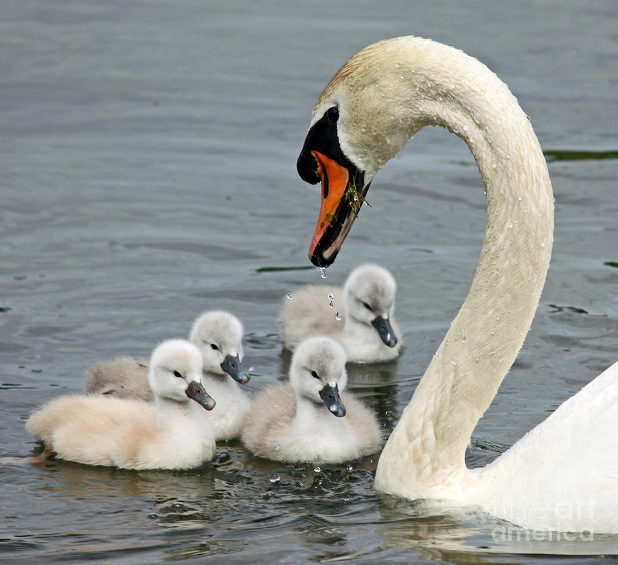 Swan Family day two Photograph by Steve  Gass