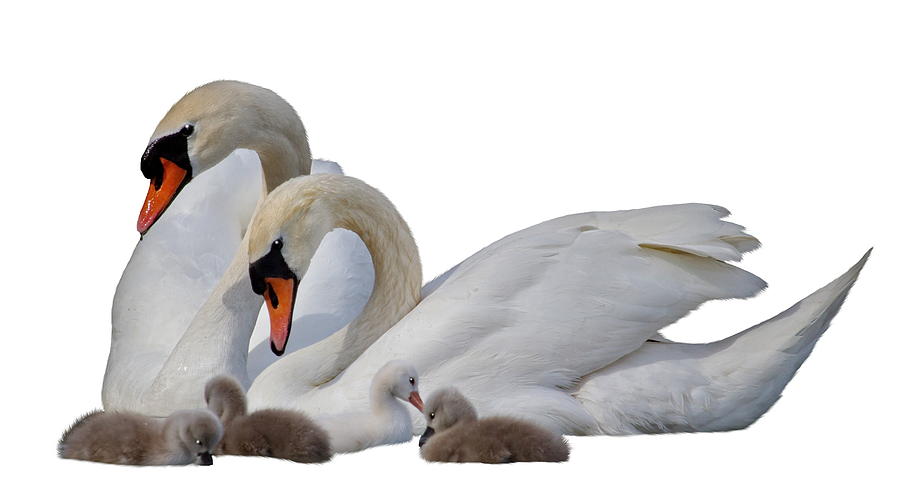 Swan family Photograph by Elenarts - Elena Duvernay photo
