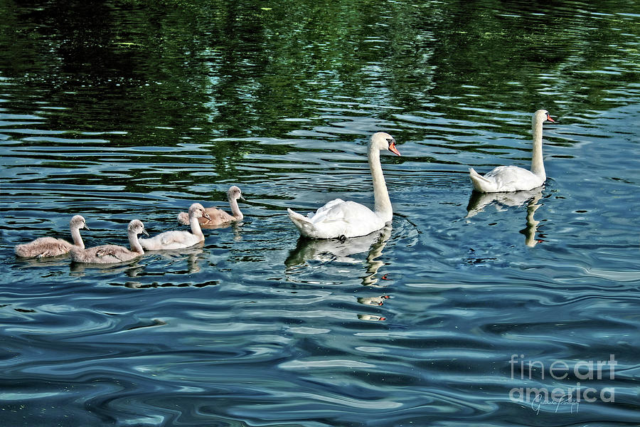 Swan Family en route Photograph by Gabriele Pomykaj