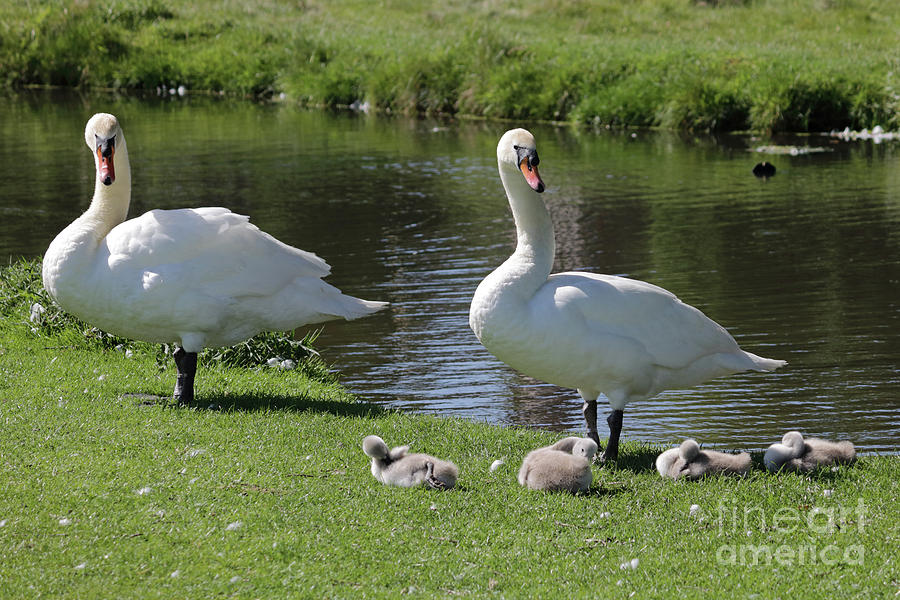 Swan family Photograph by Julia Gavin