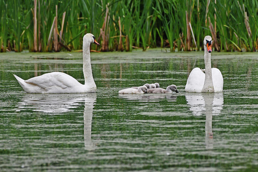 Swan Family Photograph by Ken Stampfer
