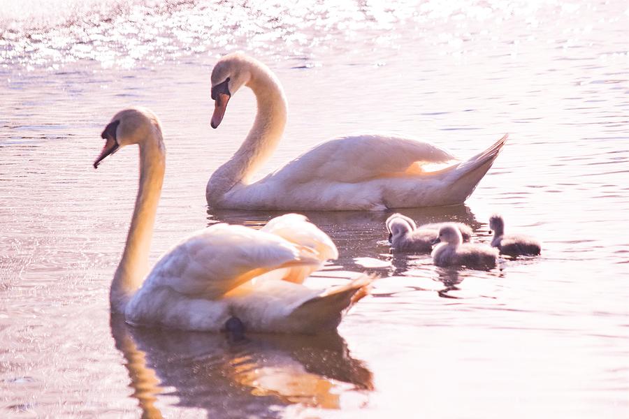 Swan Family Photograph by Mary Ann Artz