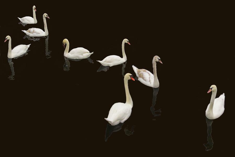 Swan Family On Black Photograph by Constantine Gregory