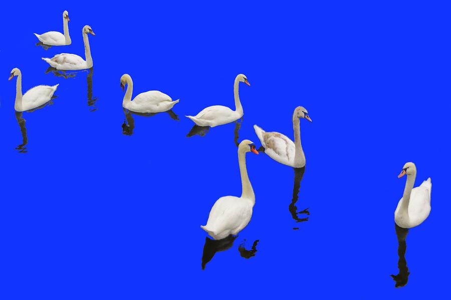 Swan Family On Blue Photograph by Constantine Gregory