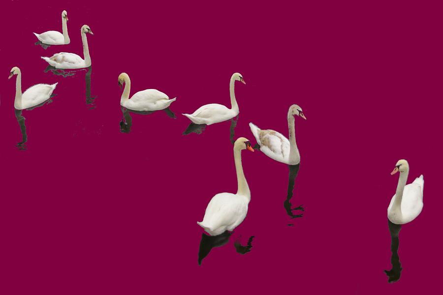 Swan Family On Burgandy Photograph by Constantine Gregory