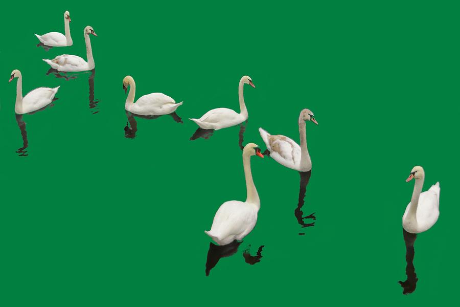 Swan Family On Green Photograph by Constantine Gregory