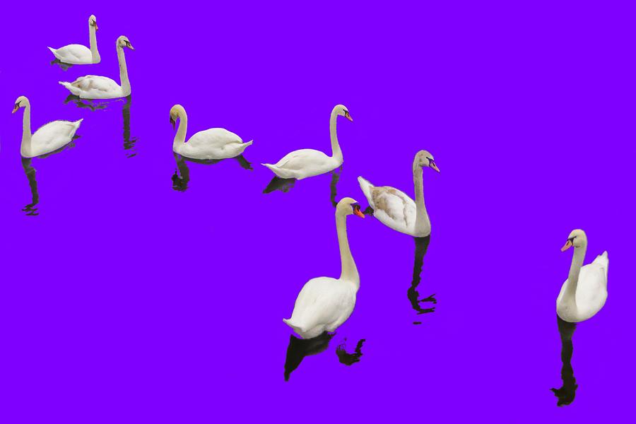 Swan Family On Purple Photograph by Constantine Gregory