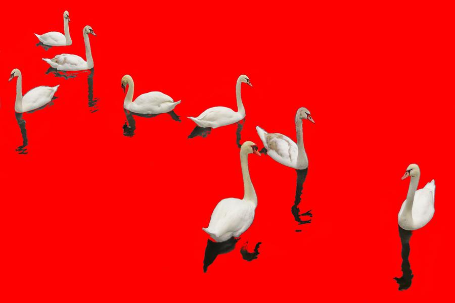 Swan Family On Red Photograph by Constantine Gregory