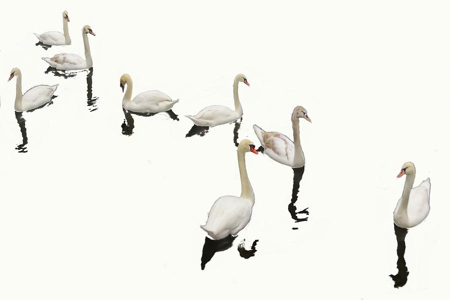 Swan Family On White Photograph by Constantine Gregory