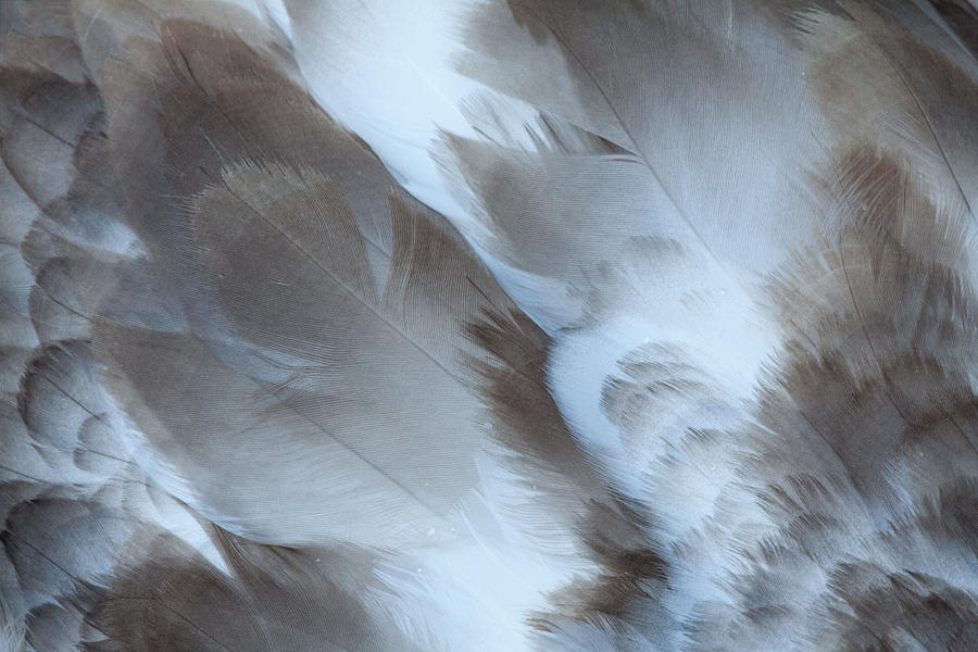 Swan Photograph - Swan Feathers by Robert Skerman