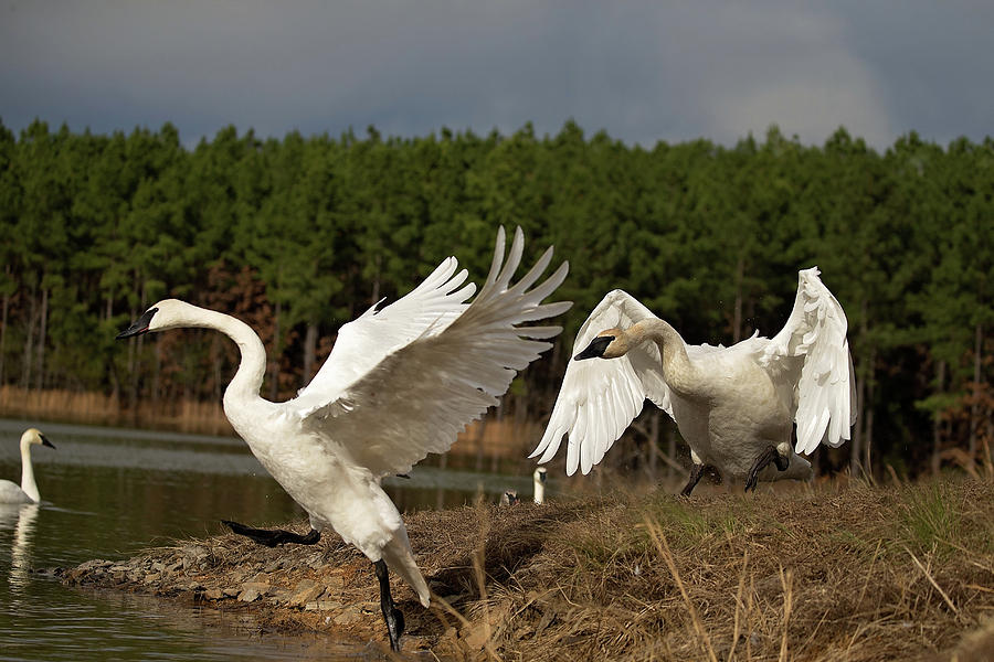 Swan Fight Photograph by Eilish Palmer