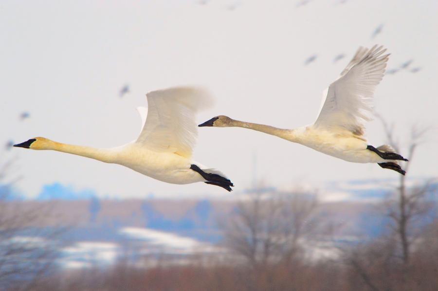 Swan Flight Photograph by Bonfire Photography