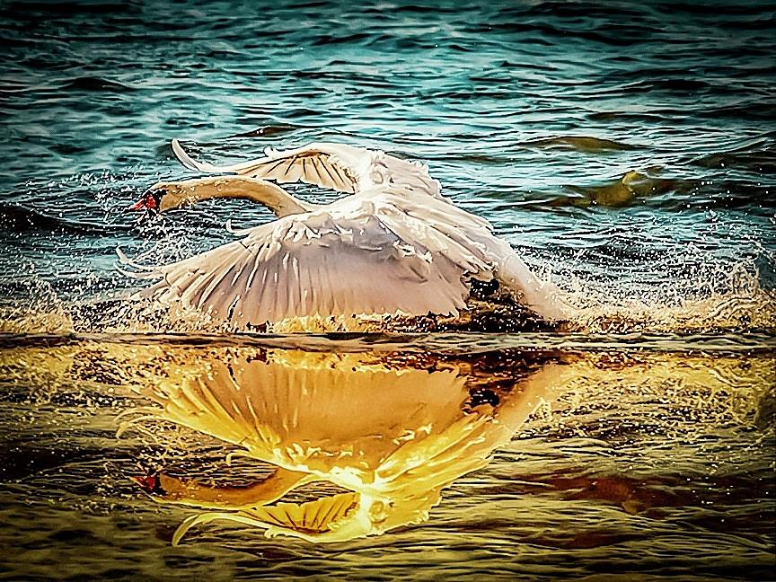 Swan flight by Cliff Norton Swan flight by Cliff Norton