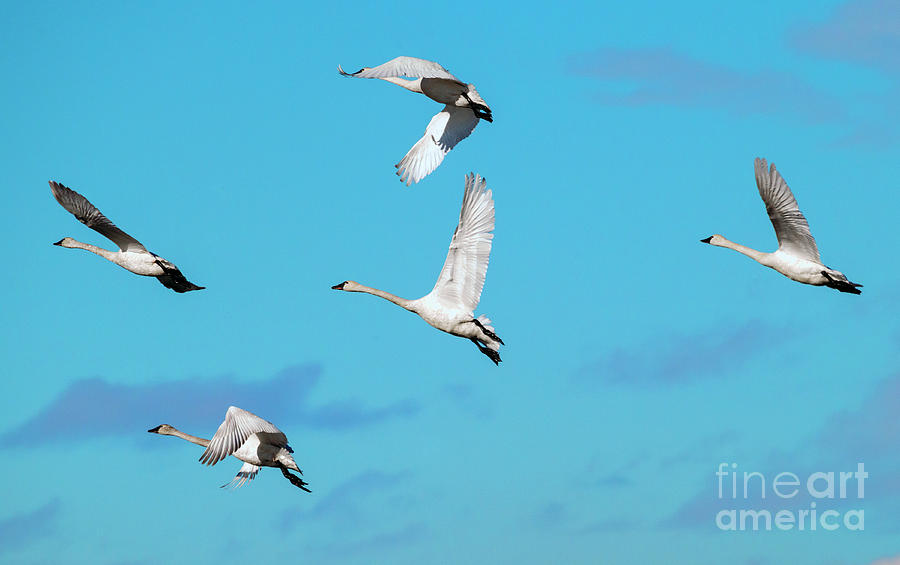 Wildlife Photograph - Swan Flight by Michael Dawson