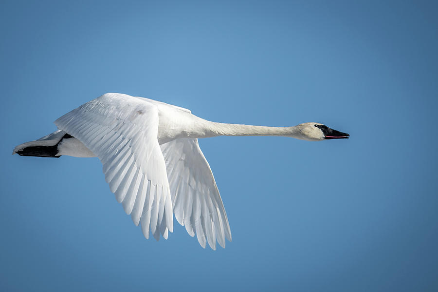 Swan Photograph - Swan Fly By by Paul Freidlund
