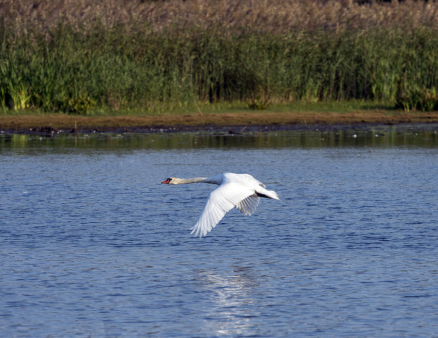 Swan flying above lake wings down Photograph by William Bitman