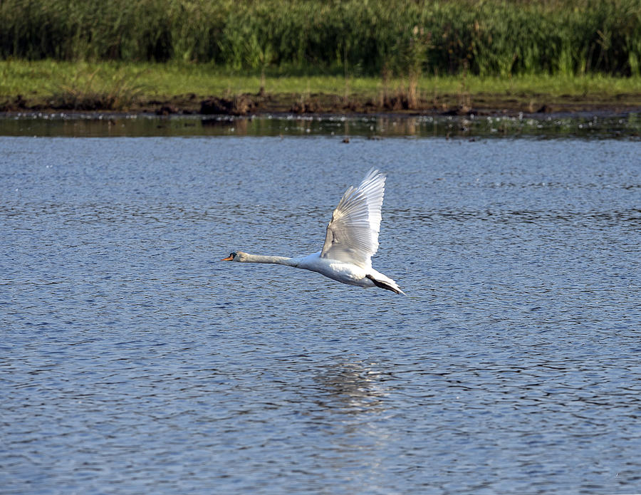 Swan flying above lake wings up Photograph by William Bitman