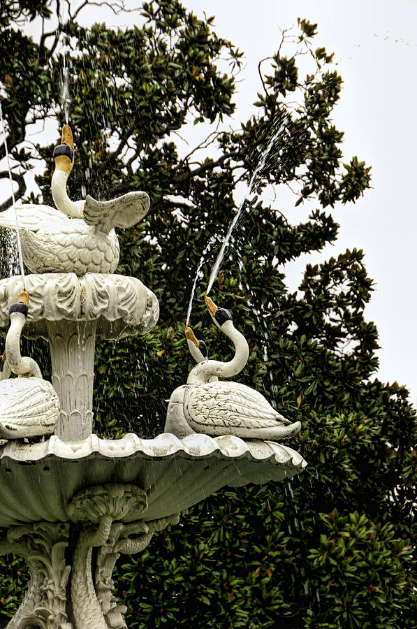 Swan Photograph - Swan Fountain Dolmabahce Palace by Phyllis Taylor