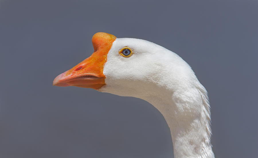 Swan Goose  Photograph by Brian Cross