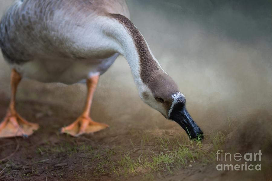 Goose Photograph - Swan Goose by Eva Lechner