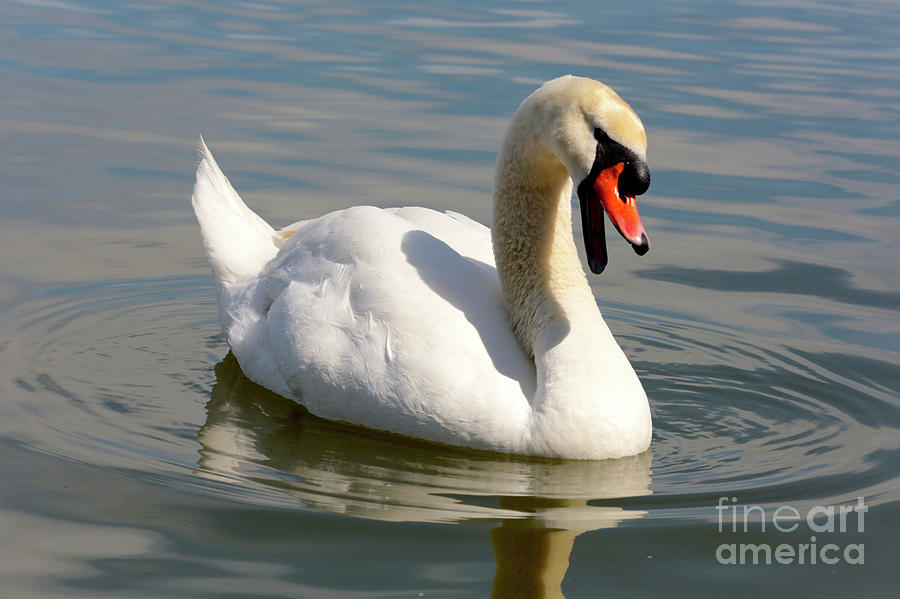 Swan Photograph - Swan Greeting by Carol Groenen