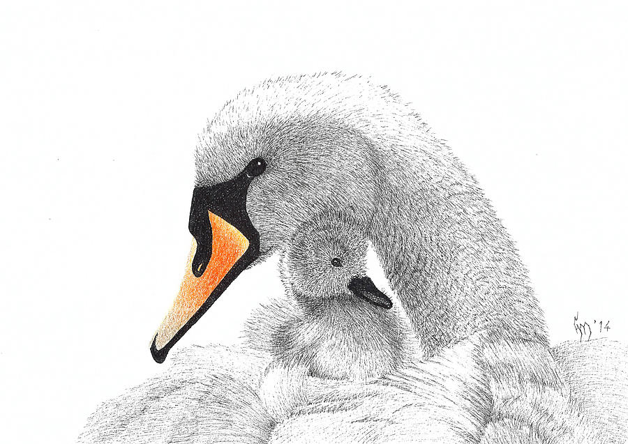 Nature Drawing - Swan  by Hanneke Messelink-Anders