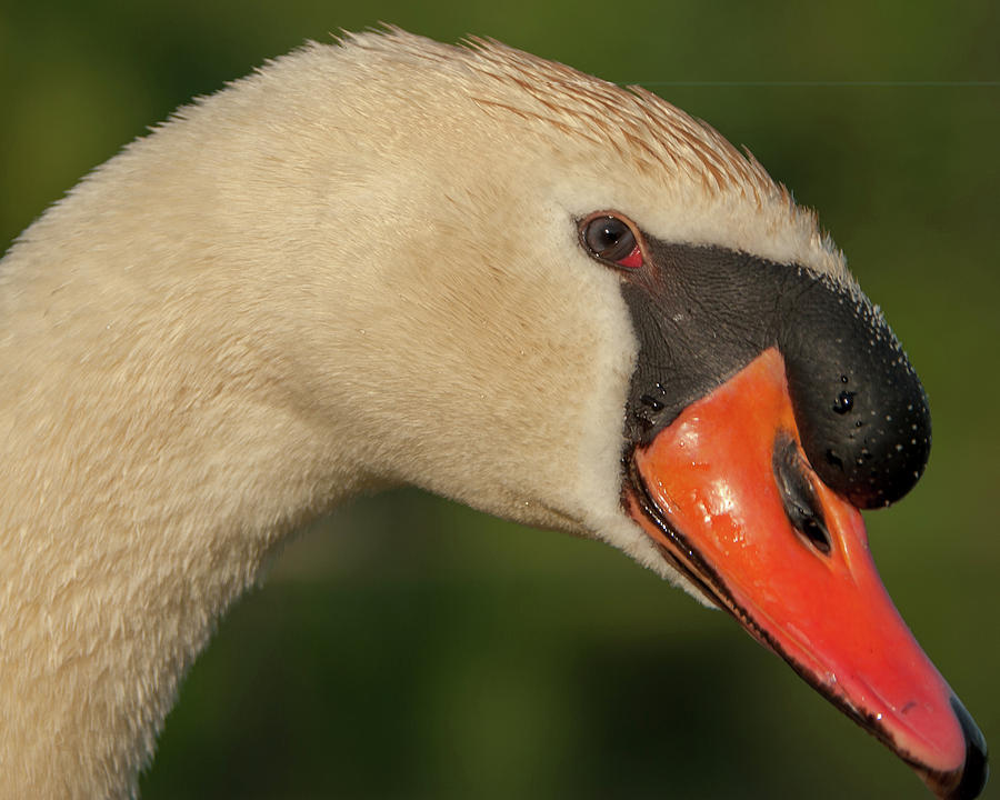 Swan Headshot by Paul Johnson Swan Headshot by Paul Johnson