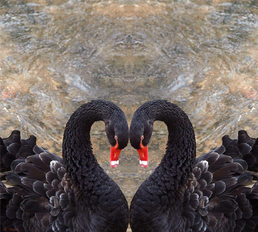 Swan heart Photograph by Arik Baltinester