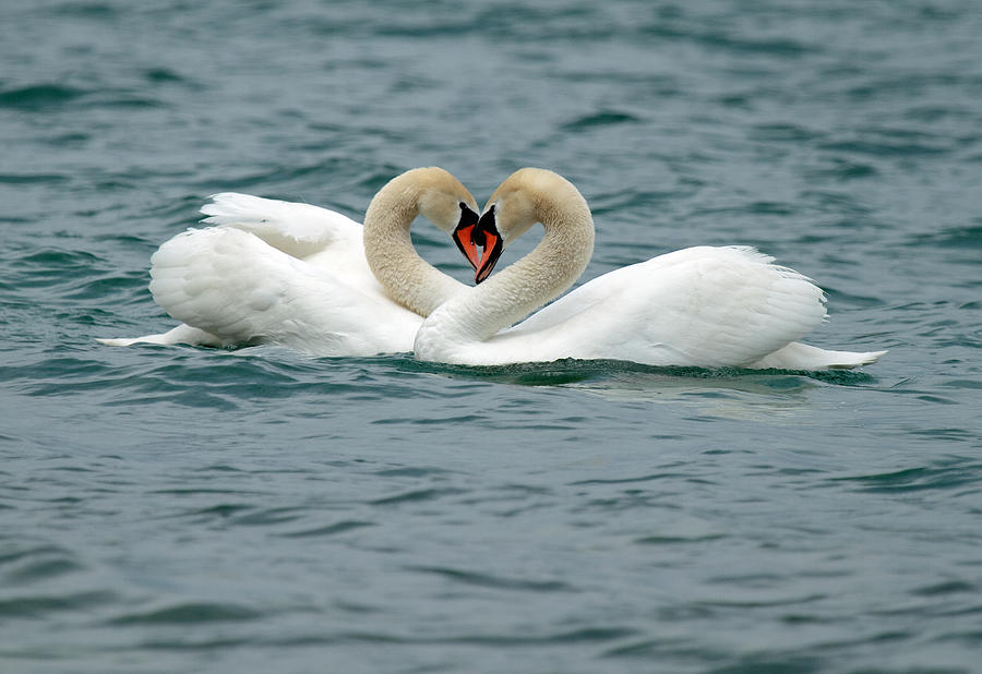 Swan Heart Photograph by David Freeman | Fine Art America