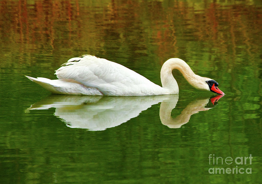 Swan Heart Photograph by Jerry Cowart