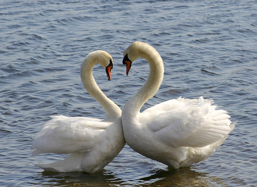 Wildlife Photograph - Swan Heart by Kelly S Andrews