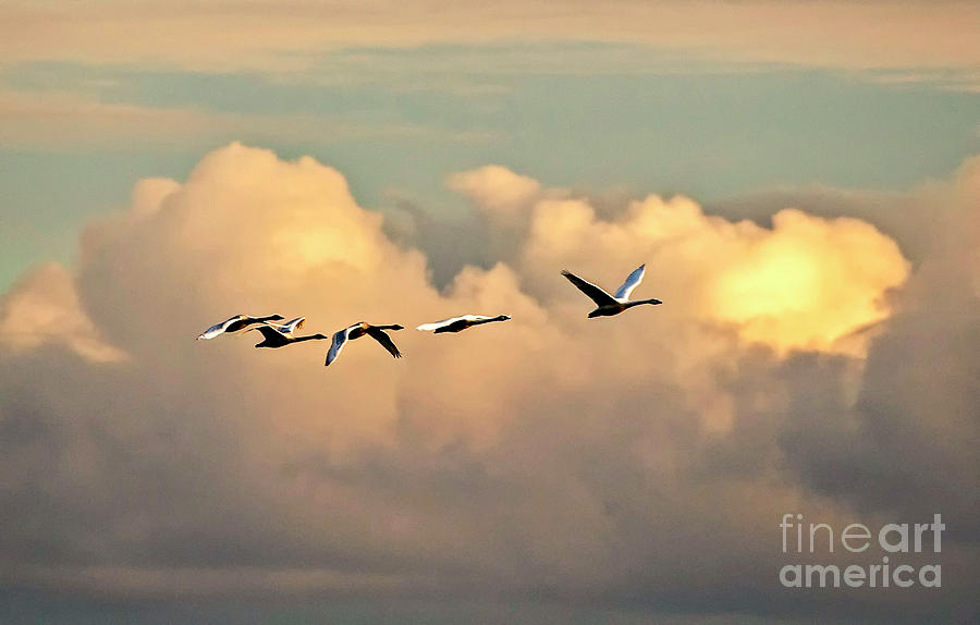 Swan Heaven Photograph by DJA Images