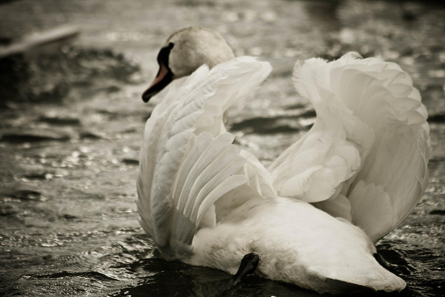 Swan Photograph - swan II by Marta Grabska