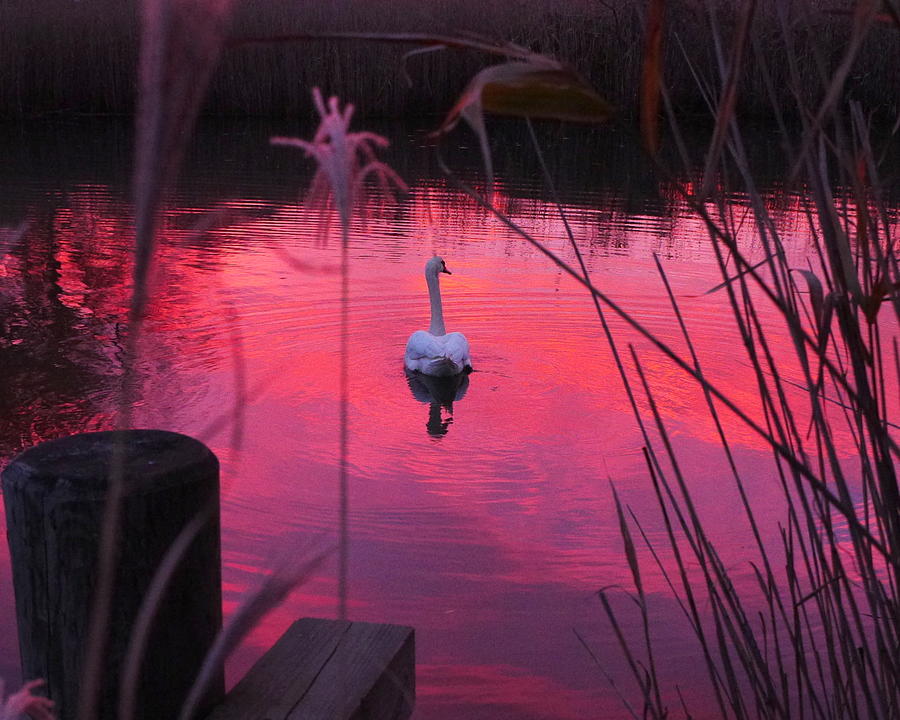 Swan in a Sunset Photograph by Jack Riordan