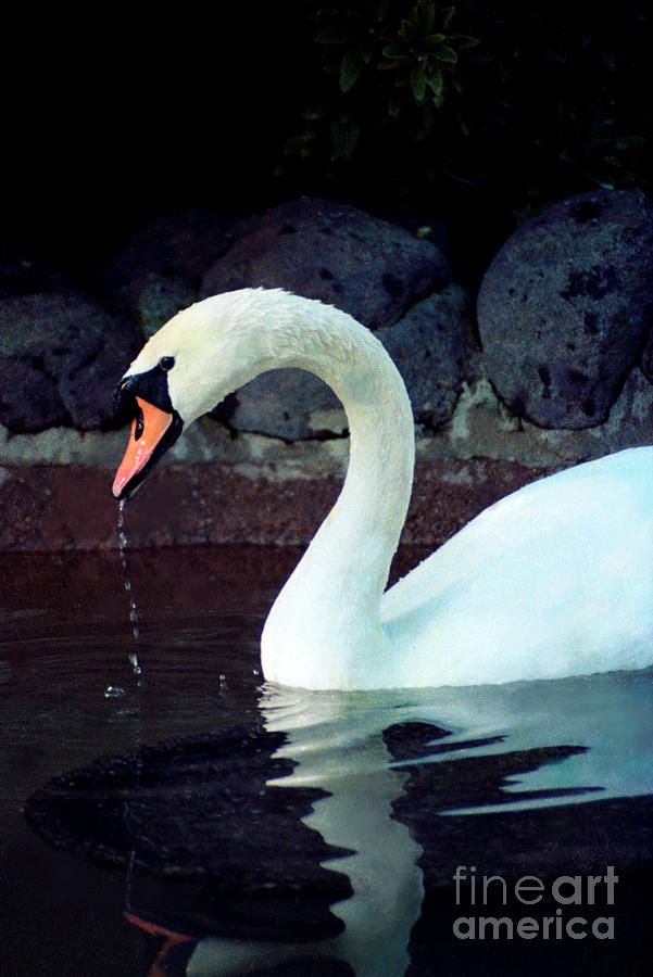 Swan in Action At The San Francisco Zoo Photograph by Daniel Larsen