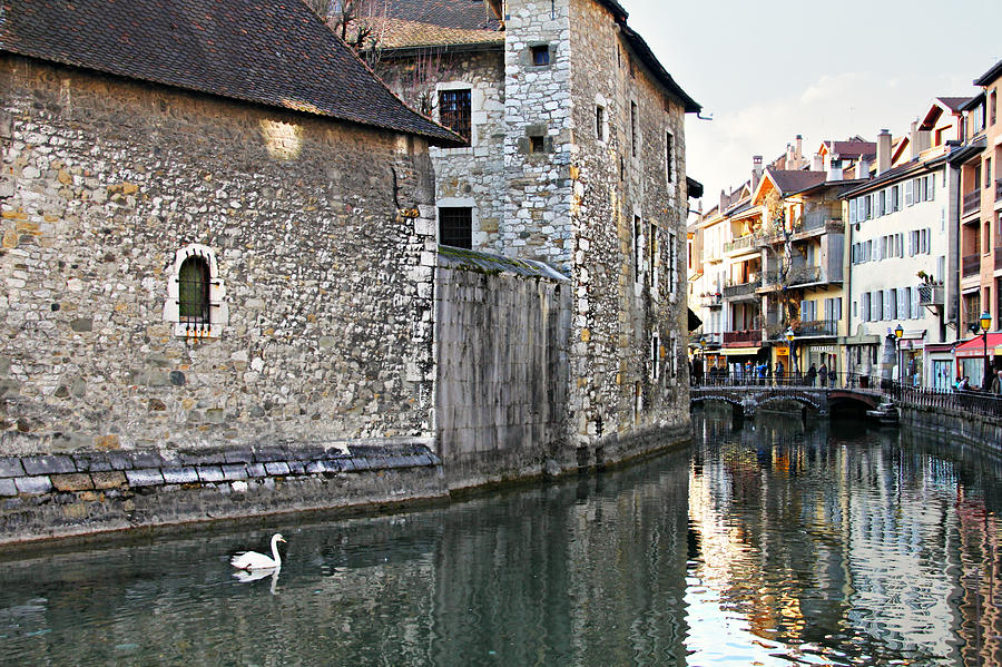 Swan in Annecy France Canal Photograph by KATIE Vigil