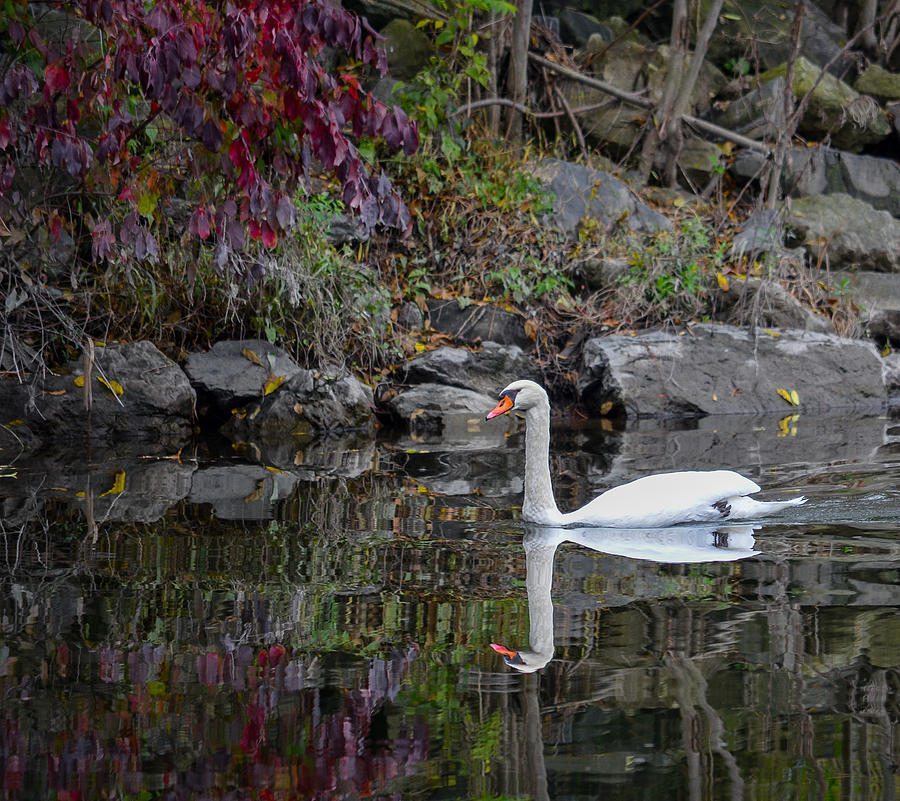 Swan in autumn reflections Photograph by Art Atkins