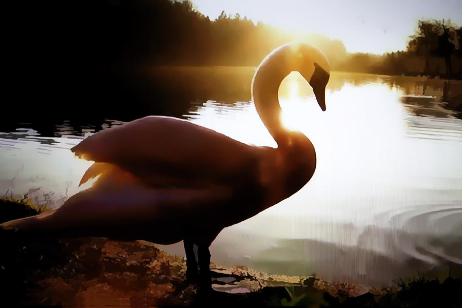 Swan in Evening Sun Photograph by Linda Phelps