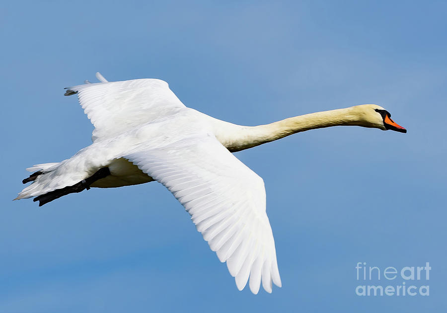 Swan in flight Photograph by Colin Rayner