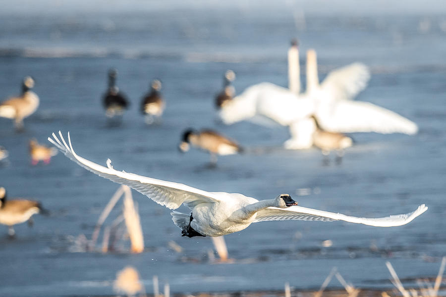 Swan In Flight Photograph by Paul Freidlund