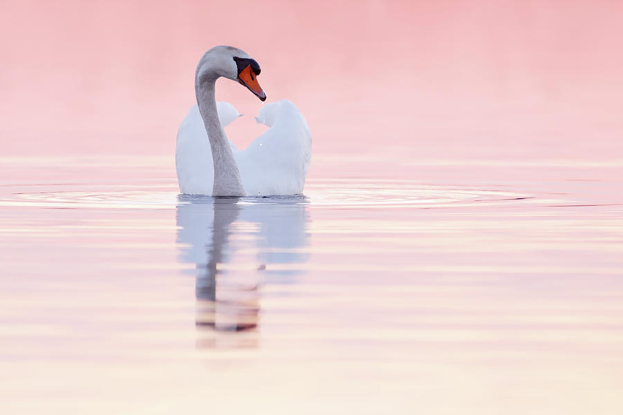 Swan Photograph - Swan in Pink by Roeselien Raimond